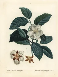 Malachodendron pentagynum (Stewartia ou Stuartia pentagyna). Gravure en couleur d