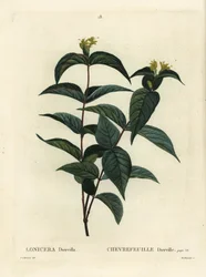 Chèvrefeuille du Nord, Diervilla lonicera (Lonicera diervilla). Gravure en couleur à la main par Du Ruisseau d