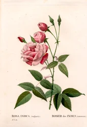 Rose ancienne, Rosa chinensis, Rose indienne commune. Gravure en taille-douce coloriée à la main de Pierre Joseph Redouté « Les Roses », Paris