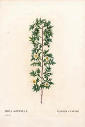 Rose cuspidée, Rosa canina variété. Rose cuspidée, Rosa aciphylla. Gravure en taille-douce coloriée à la main de Pierre Joseph Redouté « Les Roses »