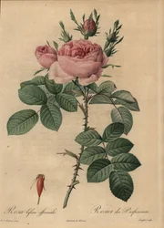 Rose hybride rose, Rosa bifera