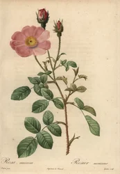 Rose rose, Rosa muscosa