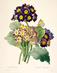 Primevères auricules, 1827