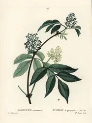 Sureau rouge. Gravure en couleur par Miss Brenet d