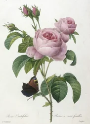 Rosa Centifolia, Rosier à cent feuilles, du Choix Des Plus Belles Fleurs et des Plus Beaux Fruits, 1827