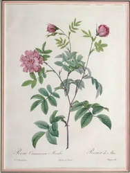 Rosa Cinnamomea Maialis, gravé par Chapuy, publié par Remond
