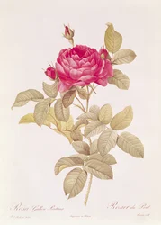 Rosa Gallica Pontiana, de 