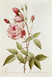 Rosa Indica Vulgaris, de 