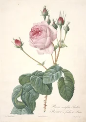 Rosa centifolia Bullata, Rosier à feuilles de Laitue, du Les Roses, 1817-24