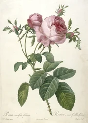 Rosa centifolia foliacea, Rosier à cent feuilles, foliace, du Les Roses, 1817-24
