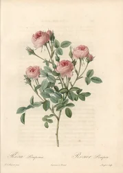 Rose de Meaux à fleurs roses - Eau-forte de Langlois, d