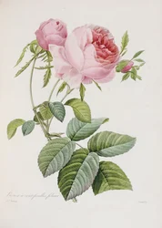 Rose, gravée par Eustache Hyacinthe Langlois