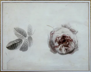 Étude de rose Aquarelle par Pierre Joseph Redouté (1759-1840) 19e siècle Malmaison, musée du château.
