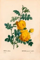 Rose soufre, Rosa hemisphaerica, Rose jaune soufre. Gravure en taille-douce en couleur de Pierre Joseph Redouté, « Les Roses », Paris