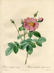 Rosier cent feuilles avec fleurs simples - Eau-forte de Chapuy, d