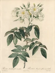 Rosier musqué, à fleurs doubles - Eau-forte de Charlin, d