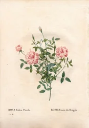 Rose Rouletii