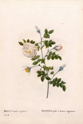 Rose à fleurs argentées, Rosa tomentosa variété, Rose rose à fleurs argentées. Gravure en taille-douce coloriée à la main de Pierre Joseph Redouté « Les Roses », Paris