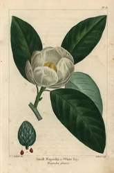 Petit magnolia ou laurier blanc, Magnolia glauca