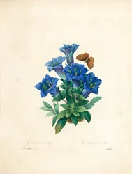 Gentiane sans tige, de 