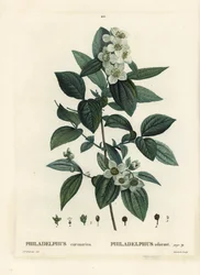 Mock-orange doux, dogwood anglais, Philadelphus coronarius. Gravure en couleur par Tassaert d