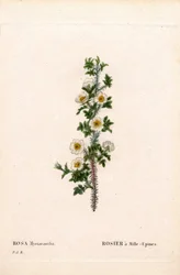 Rose à mille épines, Rose myriacantha, Rose à mille épines. Gravure au pointillé en couleur de Pierre Joseph Redouté « Les Roses », Paris