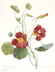 Tropaeolum majus (Capucine), 1827