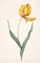 Tulipa Gesneriana var. Dracontia Tulipe perroquet, 1816