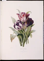 Tulipes, de "Une belle série de bouquets floraux"
