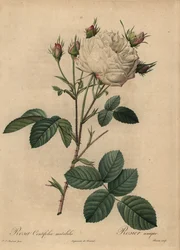 Rose chou blanche et rose, Rosa centifolia