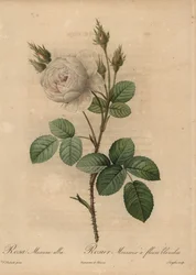 Rose blanche, Rosa muscosa alba
