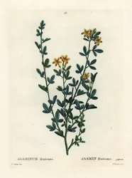 Jasmin sauvage ou jaune, Jasminum fruticans. Gravure en manière de crayon par Miss Brenet d