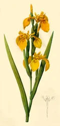 Drapeau jaune, 1808, 1944
