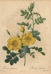 Rose jaune, Rosa eglanteria