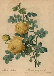 Rose soufre jaune, Rosa hemisphaerica