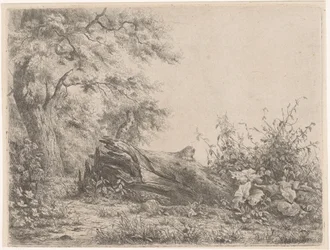Arbre tombé au bord de la forêt