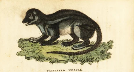 Mangouste malgache à larges bandes, Galidictis fasciata (gravure)