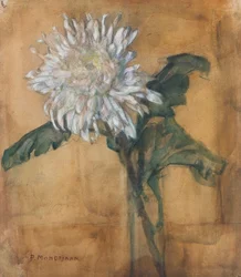 Chrysanthème
