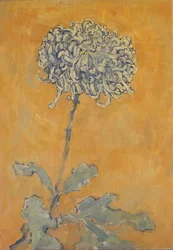 Chrysanthème