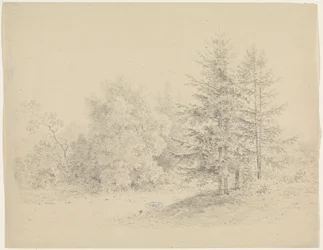 Vue de forêt avec des pins