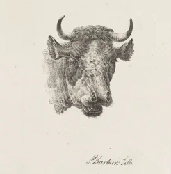 Tête de taureau