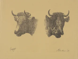Deux têtes de taureaux