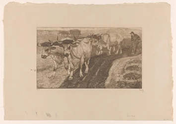 Quatre bœufs labourant