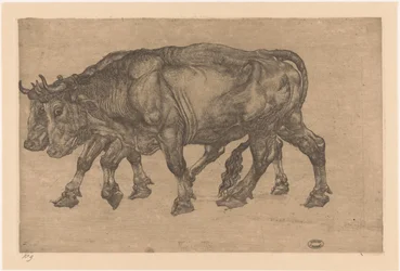 Deux bœufs