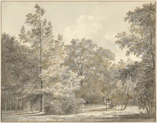 Cerfs dans une forêt
