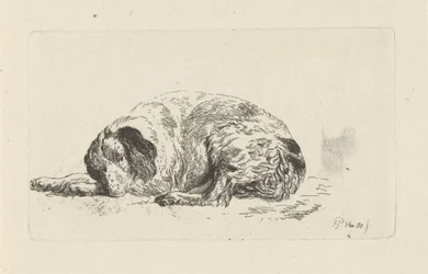 Chien couché