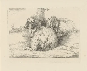 Moutons couchés