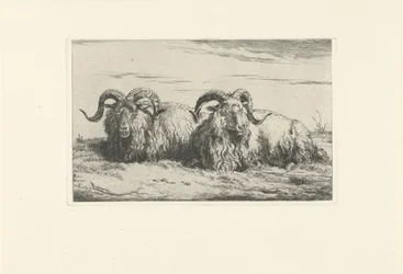 Deux béliers couchés