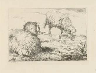 Deux béliers dans le pré