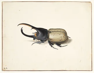 Un scarabée Hercule (dynastes hercules)